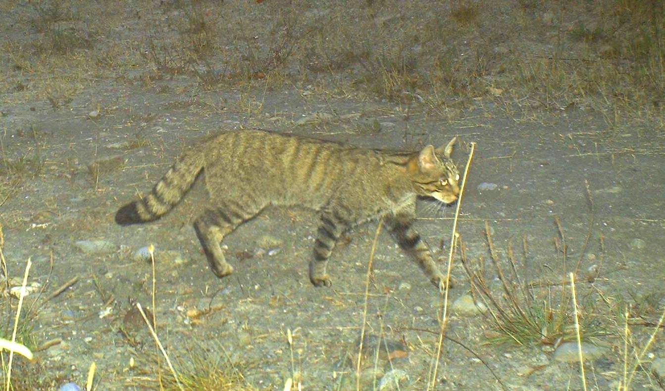 Small carnivores in the forest | Val di Cecina outdoor