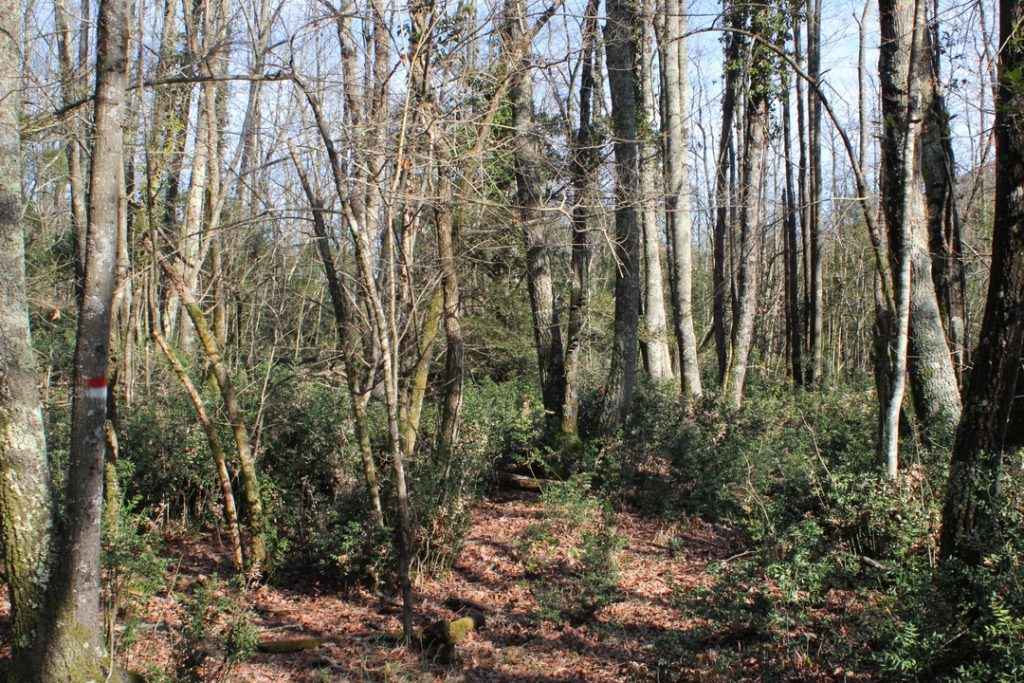 Mixed deciduous forest with high biodiversity Val di Cecina outdoor
